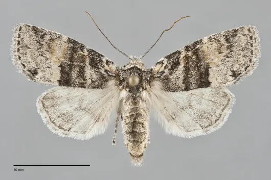 Brachylomia populi