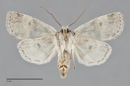Brachylomia populi