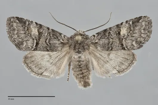 Brachylomia rectifascia
