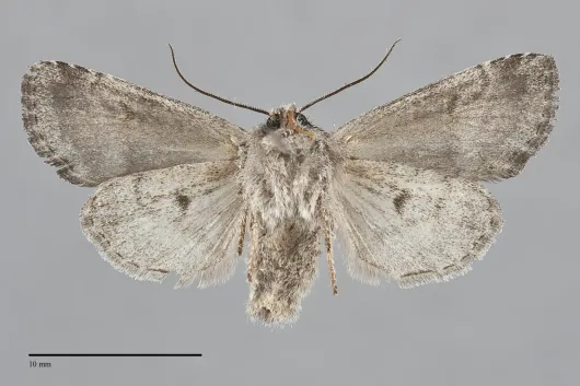 Brachylomia rectifascia