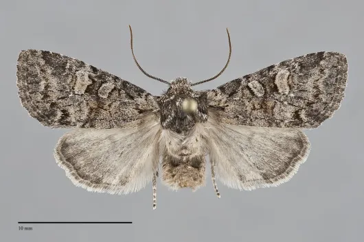 Brachylomia sierra