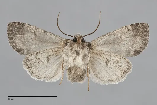 Brachylomia sierra