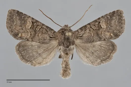 Brachylomia thula