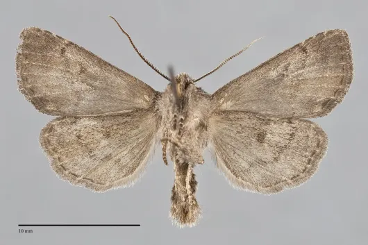 Brachylomia thula