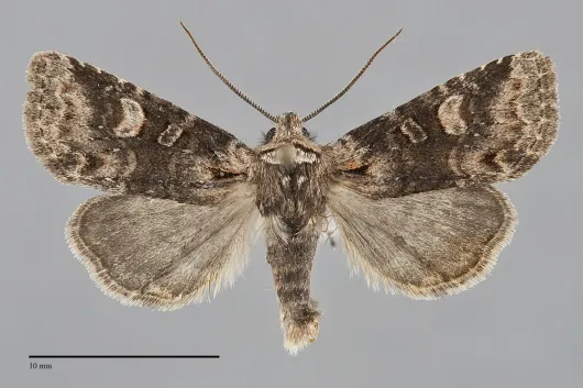 Brachylomia thula