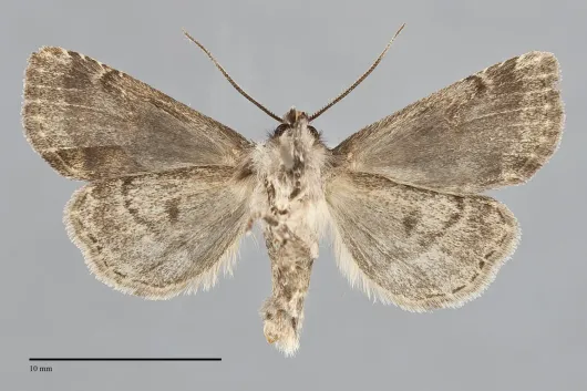 Brachylomia thula