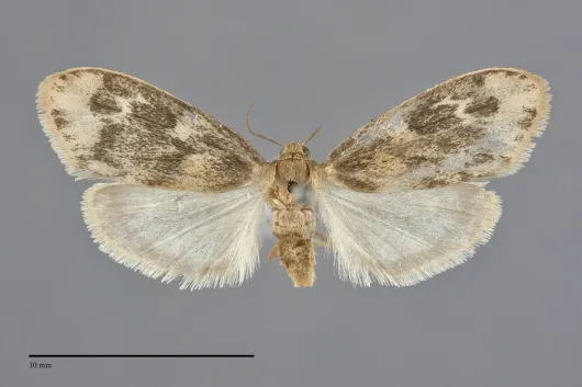 Bruceia pulverina
