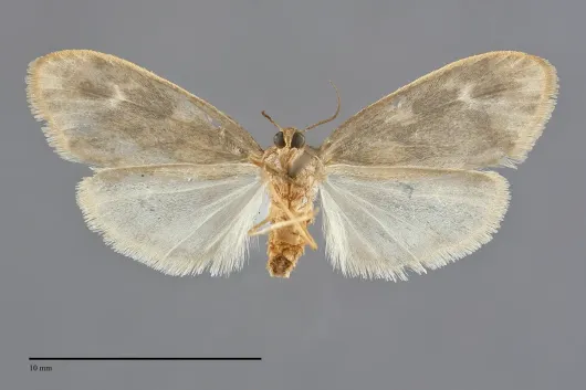 Bruceia pulverina