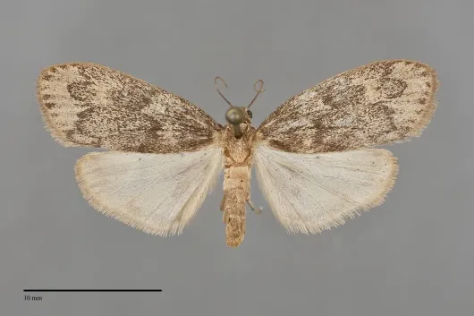 Bruceia pulverina