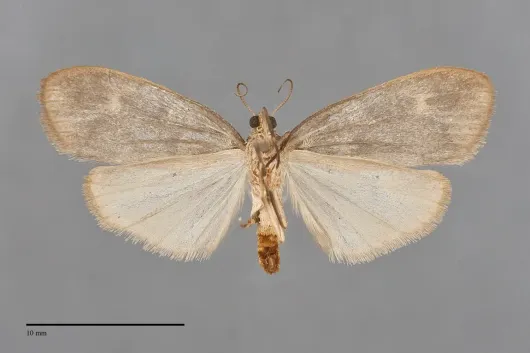 Bruceia pulverina