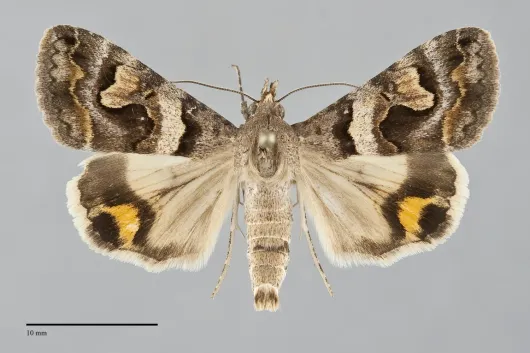 Bulia deducta