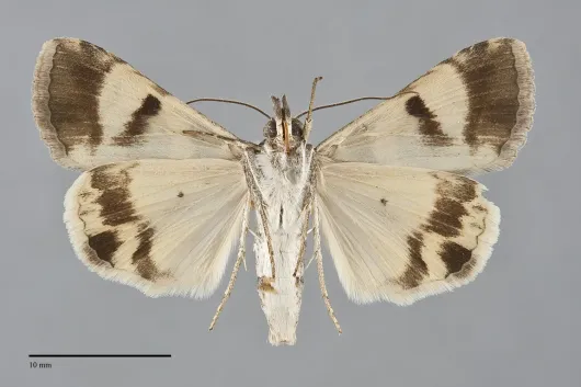 Bulia deducta