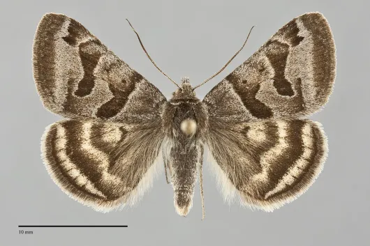 Caenurgina annexa