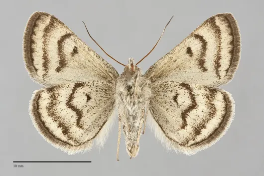 Caenurgina annexa