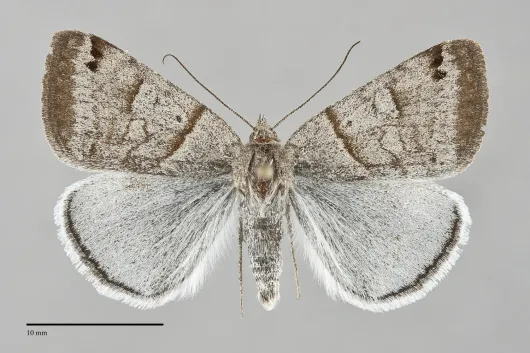 Caenurgina caerulea