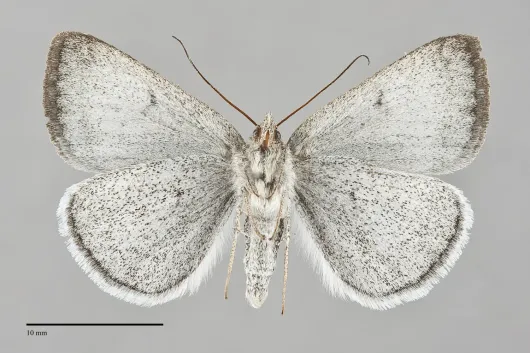 Caenurgina caerulea