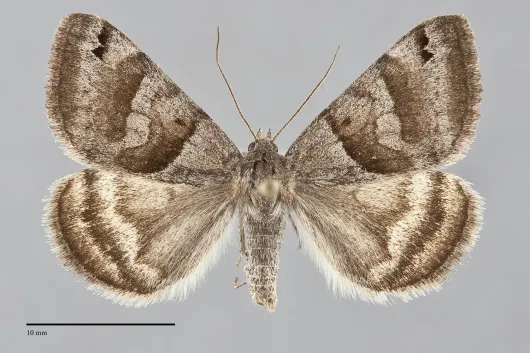 Caenurgina crassiuscula
