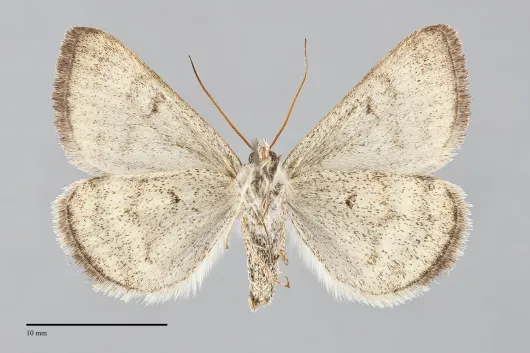 Caenurgina crassiuscula