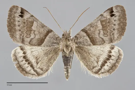 Caenurgina crassiuscula