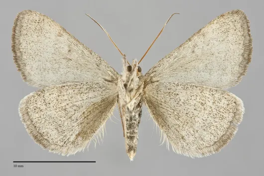 Caenurgina crassiuscula