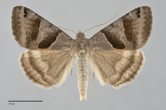 Caenurgina erechtea