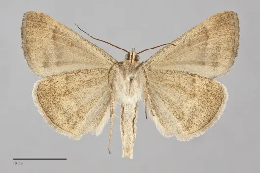 Caenurgina erechtea