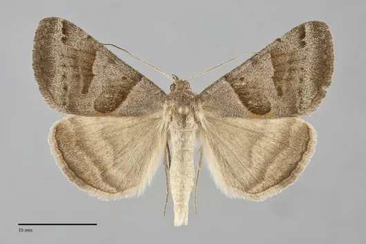 Caenurgina erechtea