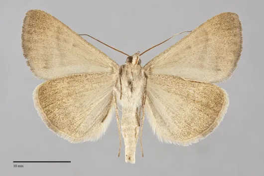 Caenurgina erechtea