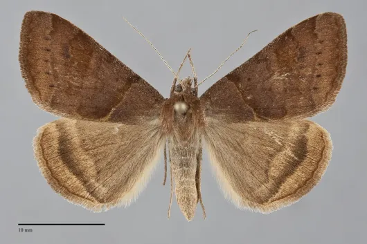 Caenurgina erechtea