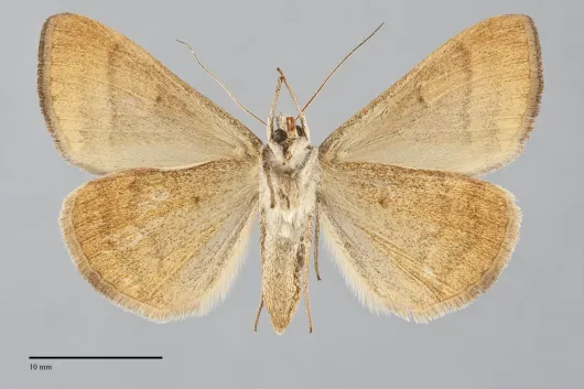 Caenurgina erechtea