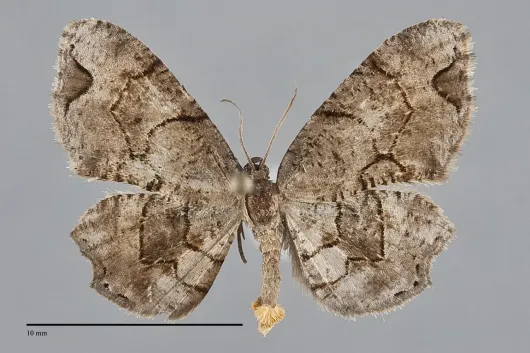 Callizzia amorata