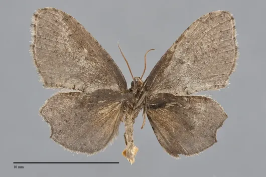Callizzia amorata