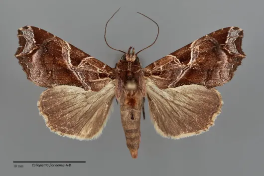 Callopistria floridensis