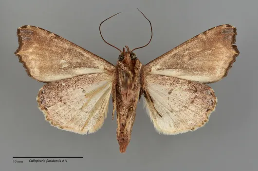Callopistria floridensis