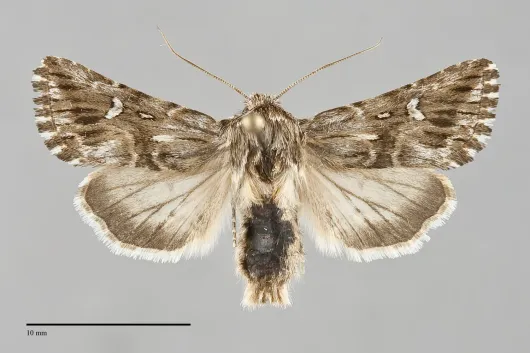 Calophasia lunula