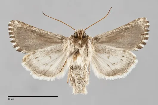 Calophasia lunula