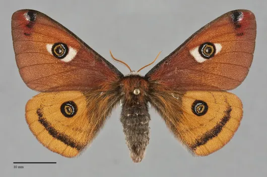 Calosaturnia mendocino