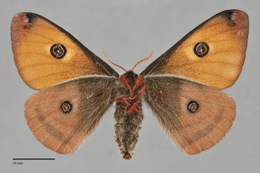 Calosaturnia mendocino