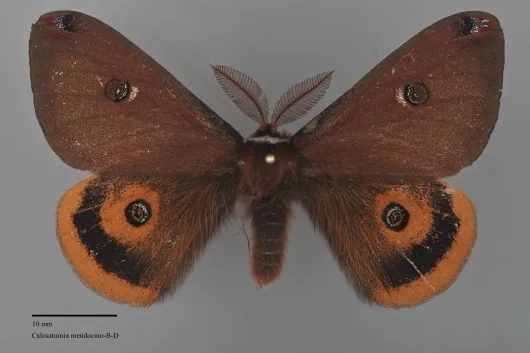 Calosaturnia mendocino