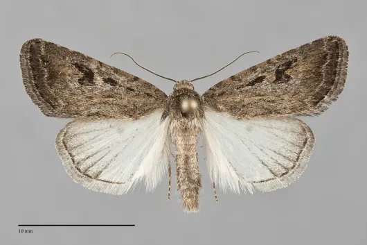 Caradrina camina