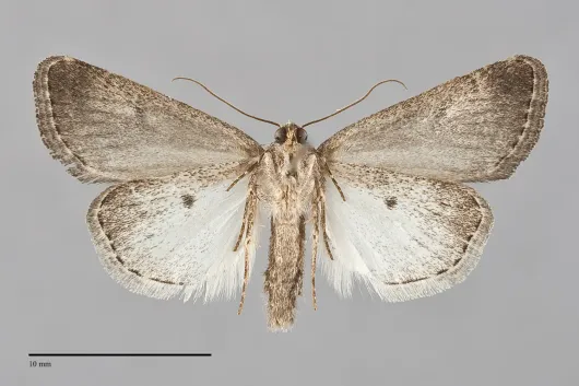 Caradrina camina