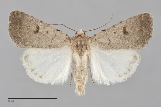 Caradrina meralis