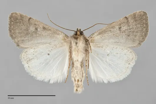 Caradrina meralis