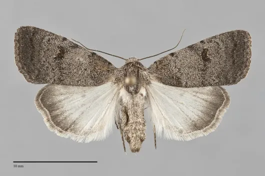 Caradrina meralis