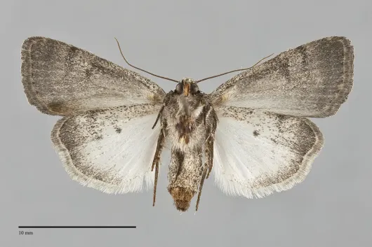 Caradrina meralis