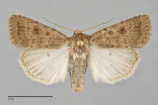 Caradrina morpheus