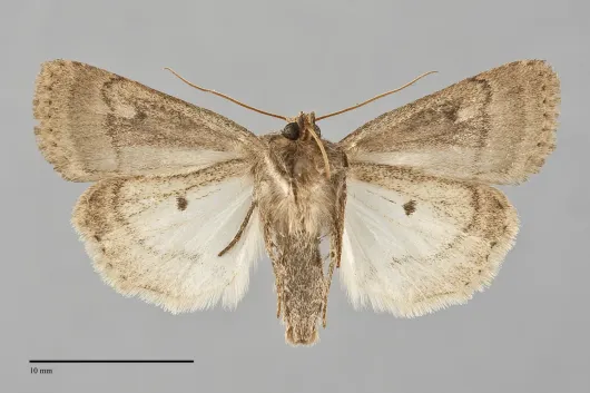 Caradrina morpheus