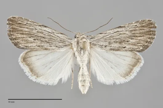 Catabena lineolata
