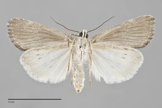 Catabena lineolata