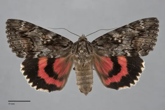Catocala aholibah
